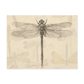 Dragonfly Vintage Antique Classic Nature Postcard