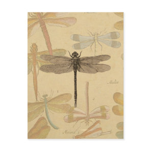 Dragonfly Vintage Antique Classic Nature Postcard