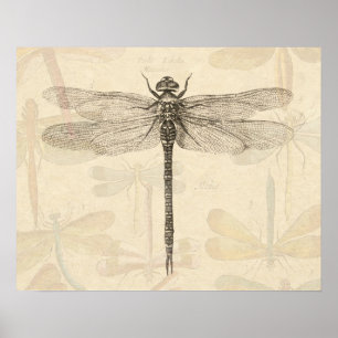 Dragonfly Vintage Antique Classic Nature Poster