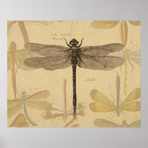 Dragonfly Vintage Antique Classic Nature Poster