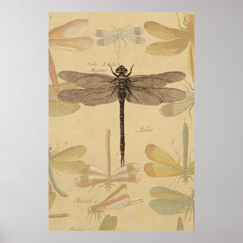Dragonfly Vintage Antique Classic Nature Poster