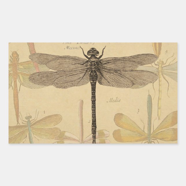 Dragonfly Vintage Antique Classic Nature Rectangular Sticker (Front)