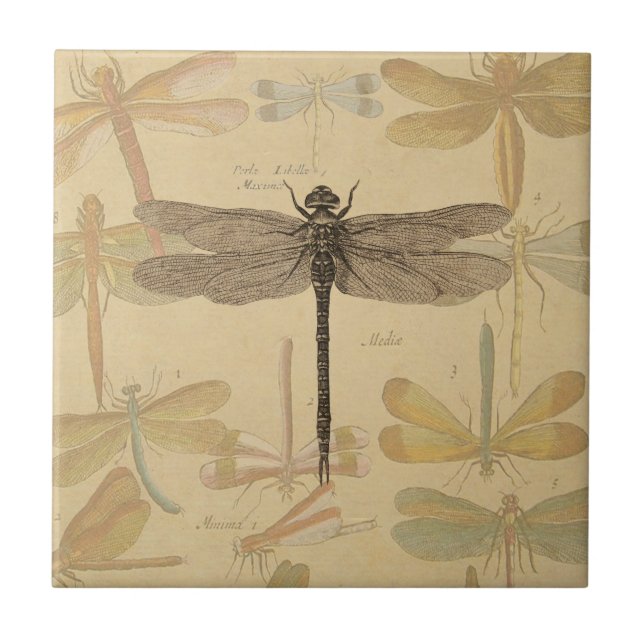 Dragonfly Vintage Antique Classic Nature Tile (Front)