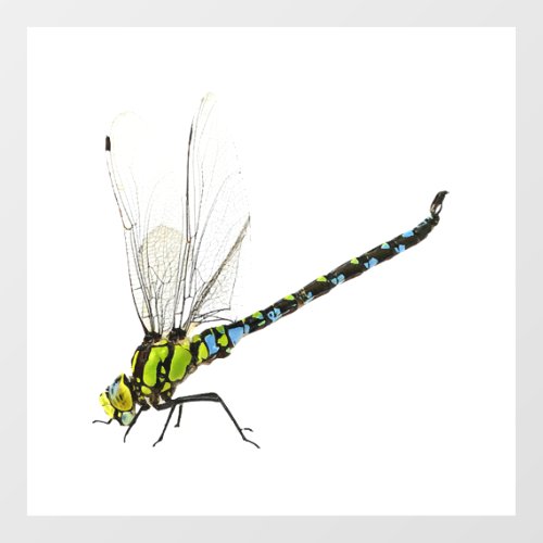 Dragonfly                          wall decal 