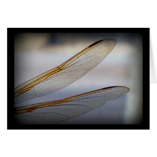 Dragonfly Wing Macro Cards (Front Horizontal)