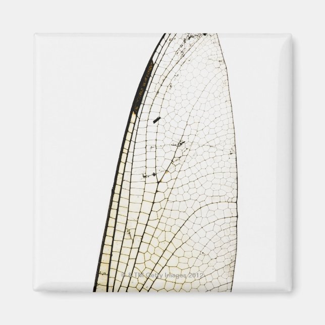 Dragonfly wing magnet (Front)