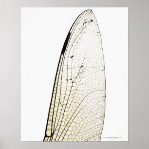 Dragonfly wing poster
