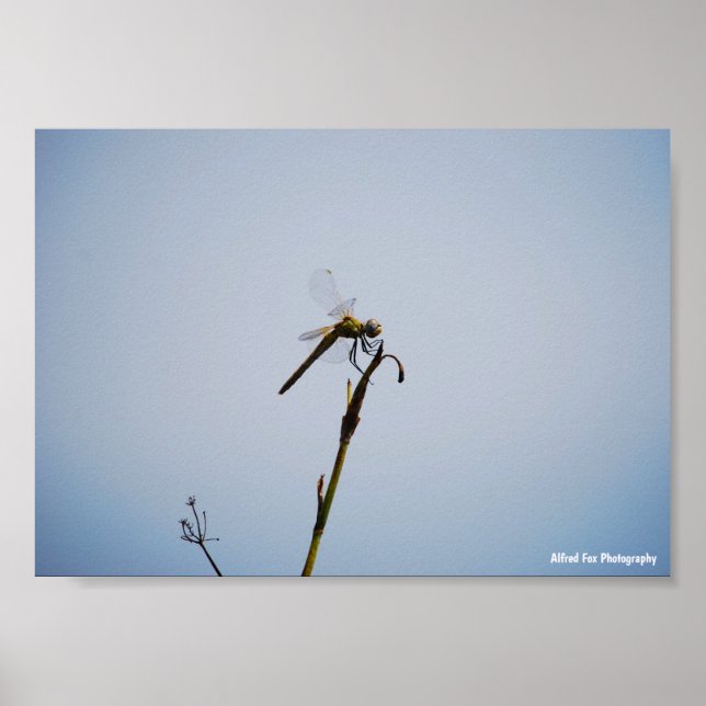 Dragonfly with Cane Stick Poster (Front)