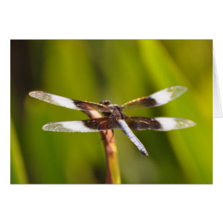 Dragonfly with Sparkly WIngs Cards
