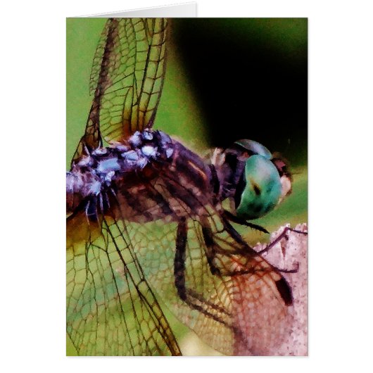 Dragonfly with white flowers (Front)