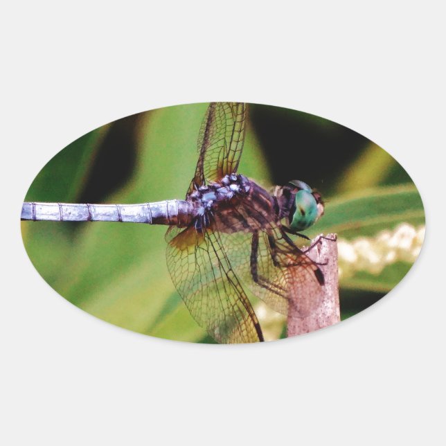 Dragonfly with white flowers oval sticker (Front)