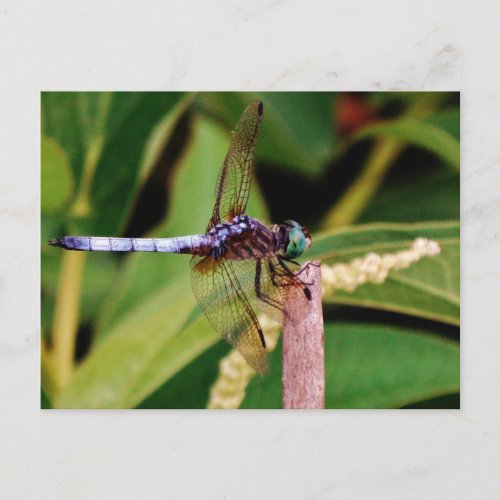 Dragonfly with white flowers postcard