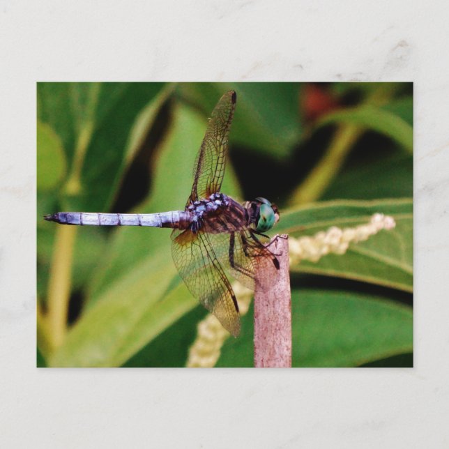 Dragonfly with white flowers postcard (Front)