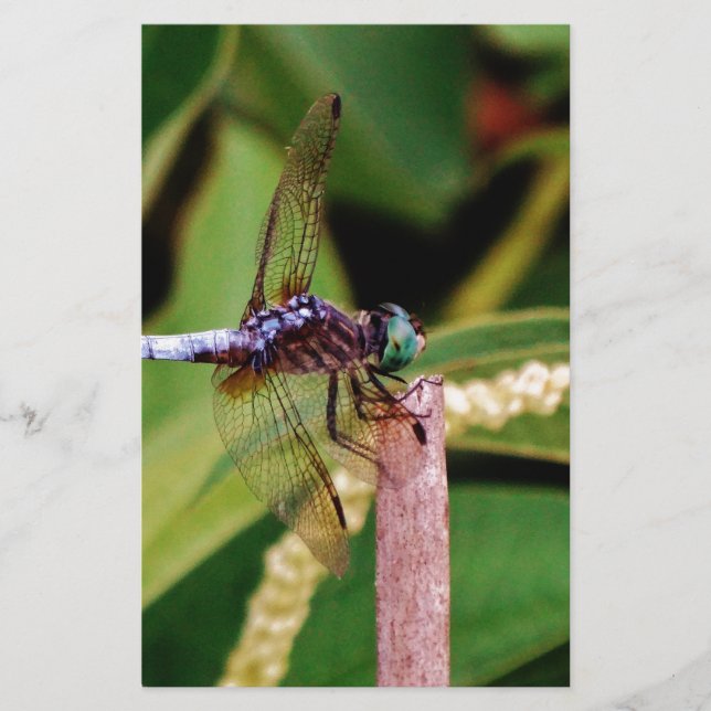 Dragonfly with white flowers stationery (Front)