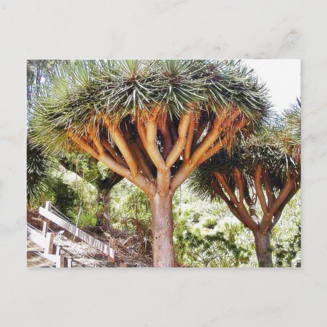 Dragons Blood Trees Postcard (Front)