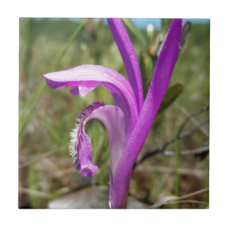 Dragon's Mouth Orchid (Arethusa bulbosa) Ceramic Tile