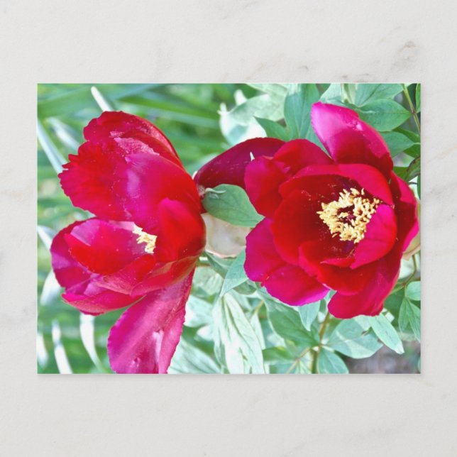 Dragons, Tigers and Peonies IV Postcard (Front)