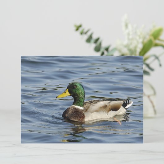 Drake (Standing Front)