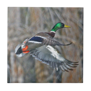 Drake mallard in flight ceramic tile
