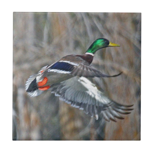 Drake mallard in flight ceramic tile (Front)