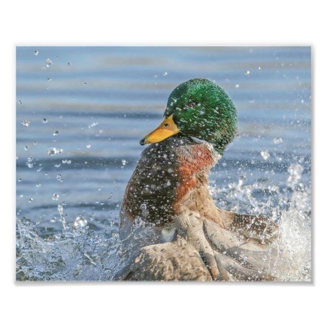 Drake Mallard Making a Big Splash Photo Print (Front)