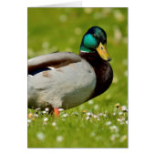 Drake mallard on grass (Front)