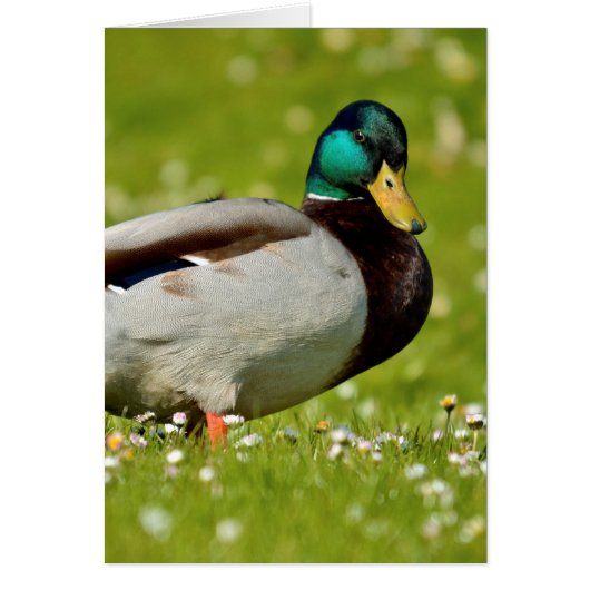 Drake mallard on grass (Front)