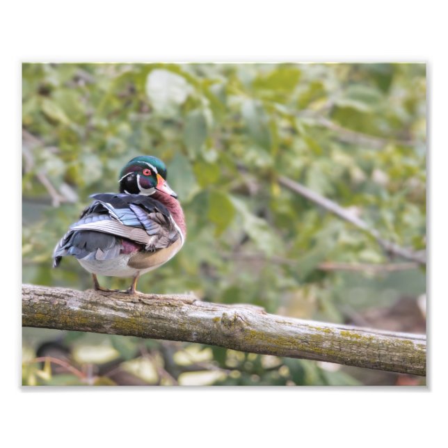 Drake Wood Duck on Log Photo Print (Front)