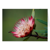 Drakensberg Sugarbush (Protea Dracomontana) (Front Horizontal)