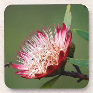 Drakensberg Sugarbush (Protea Dracomontana) Beverage Coaster