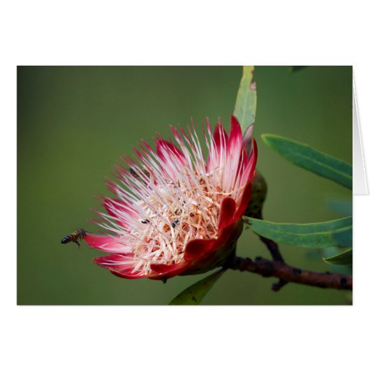 Drakensberg Sugarbush (Protea Dracomontana) Cards (Front Horizontal)