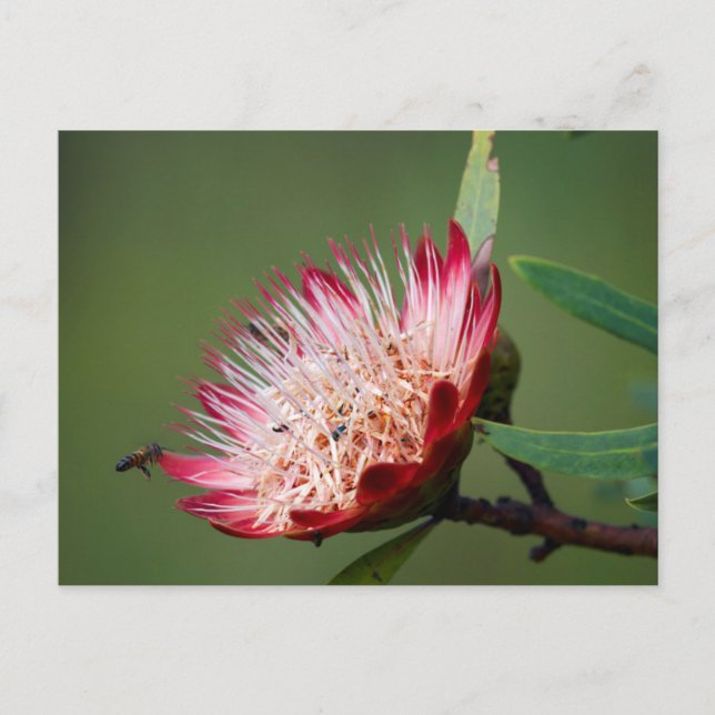 Drakensberg Sugarbush (Protea Dracomontana) Postcard (Front)