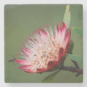 Drakensberg Sugarbush (Protea Dracomontana) Stone Coaster