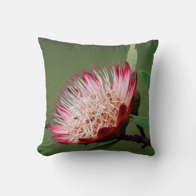 Drakensberg Sugarbush (Protea Dracomontana) Throw Pillow (Front)