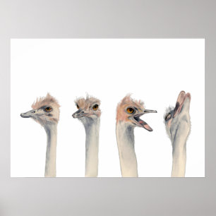 Drama Queen Funny Ostrich Watercolor Painting Poster
