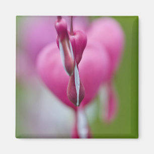 Dramatic color and shape of bleeding heart magnet