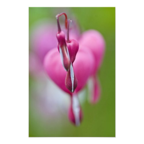 Dramatic color and shape of bleeding heart photo print
