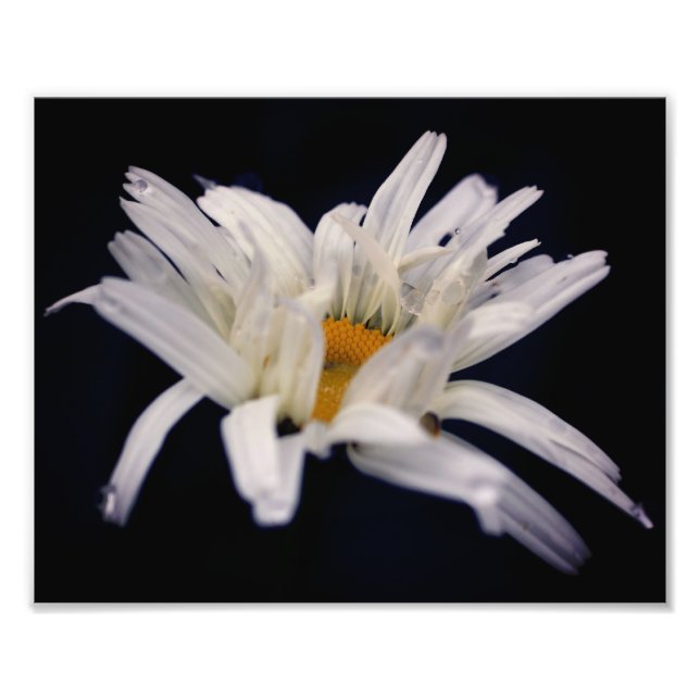 Dramatic Daisy Flower 8x10 Photo Print (Front)
