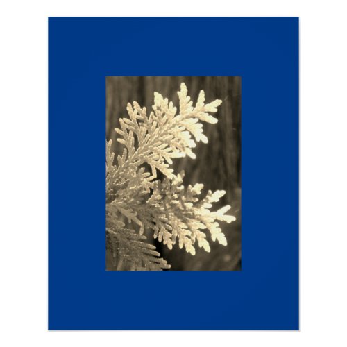 Dramatic Deep Blue Warm Sepia Evergreen Leaves Poster