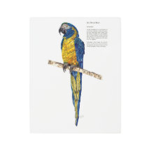 Dramatic Endangered Macaw Watercolours