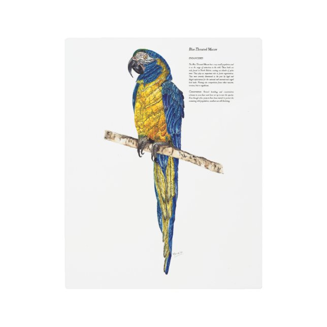  Dramatic Endangered Macaw Watercolours Metal Print (Front)