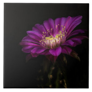 Dramatic Flatty Cake Ceramic Tile