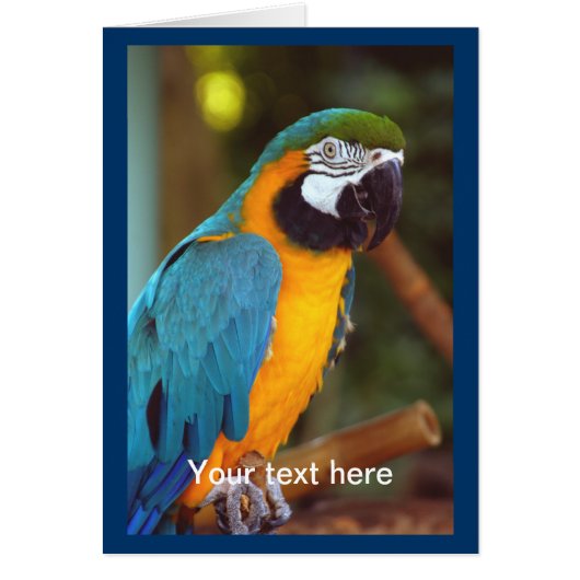 Dramatic Macaw Cards (Front)