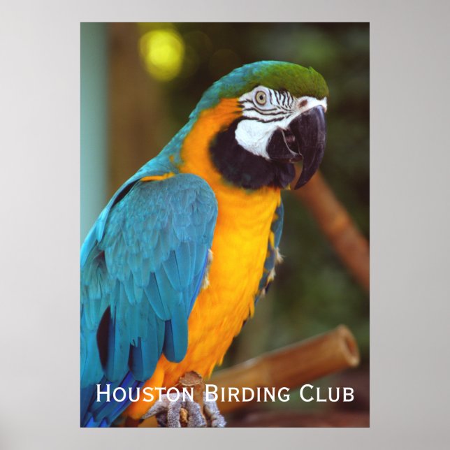 Dramatic Macaw Poster (Front)