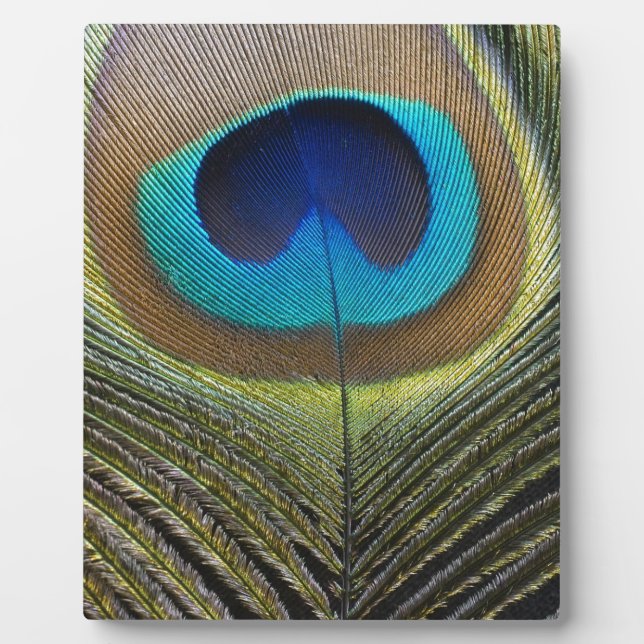 Dramatic Peacock Feather Plaque (Front)