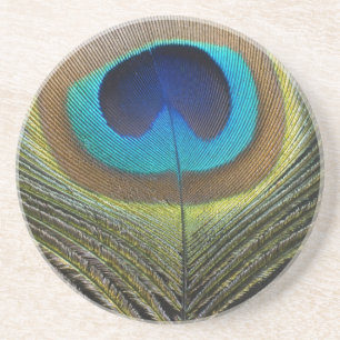 Dramatic Peacock Feather Sandstone Coaster