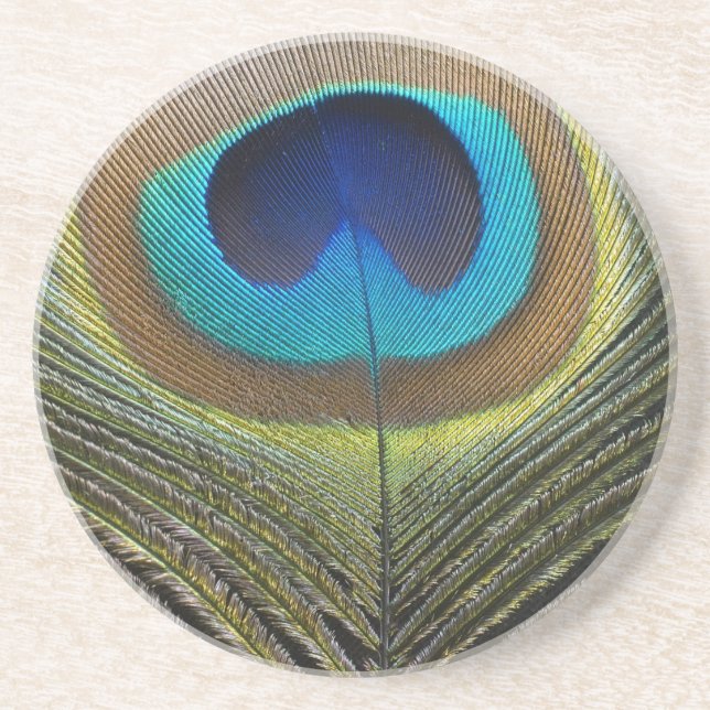 Dramatic Peacock Feather Sandstone Coaster (Front)