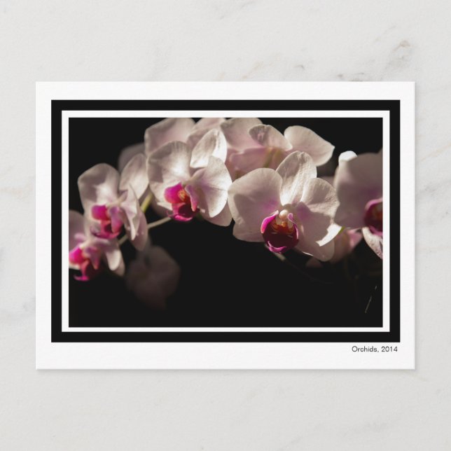 Dramatic Pink and White Orchids on Black Postcard (Front)