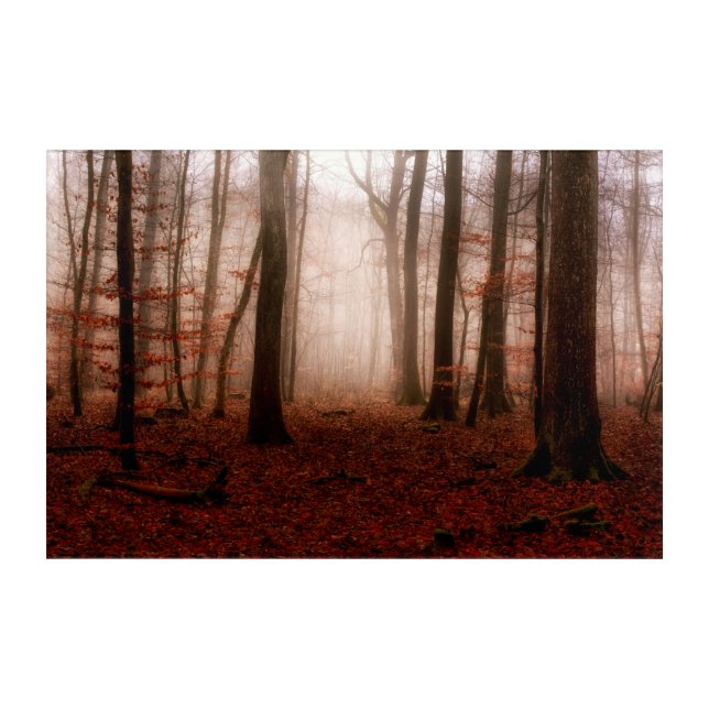Dramatic red foggy winter snowless forest acrylic print (Front)