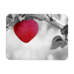 Dramatic Red Heart Shaped Apple Magnet